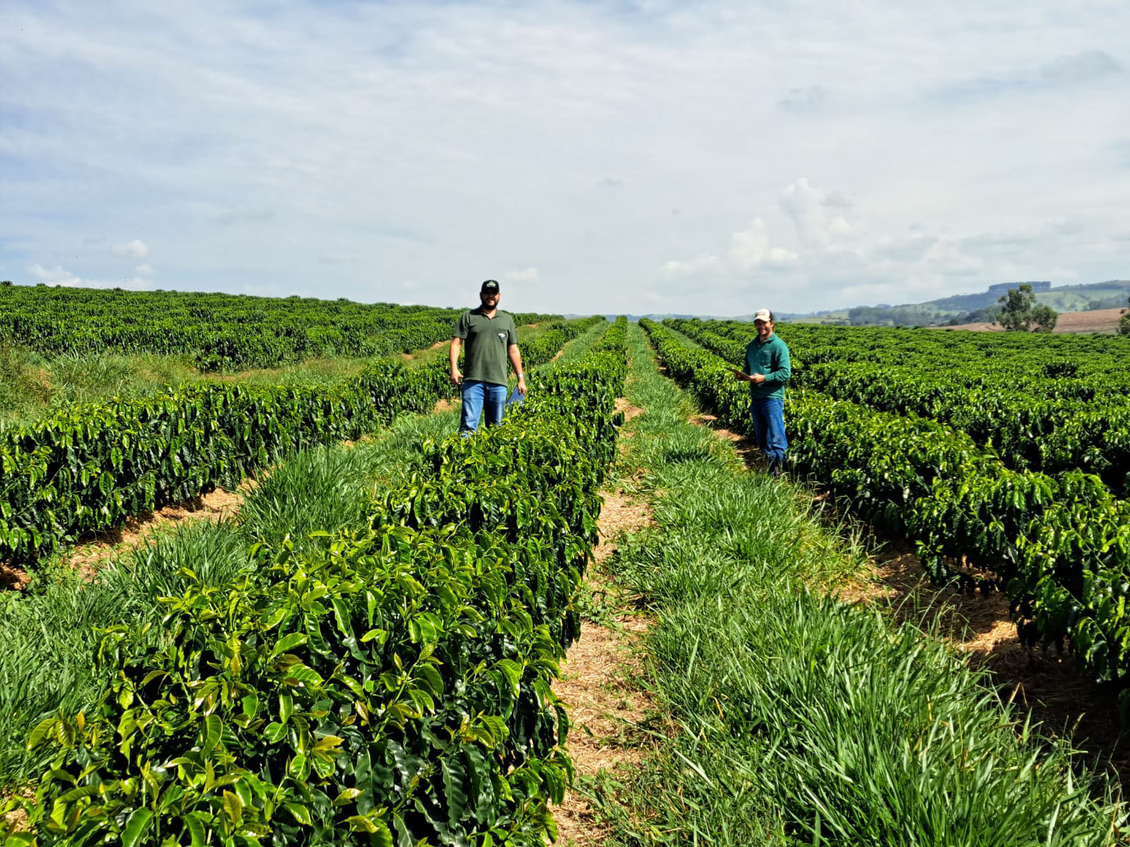 Pesquisadores da EPAMIG e da Embrapa Café acompanham o desempenho de novas cultivares de café