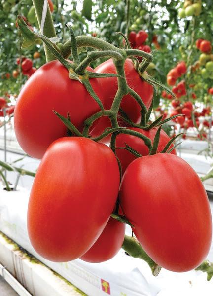 Isla Sementes lança duas variedades de tomate