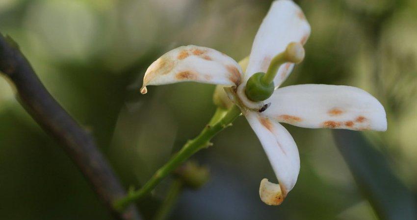 Com previsão de chuvas, há risco de ocorrência da podridão floral em citros