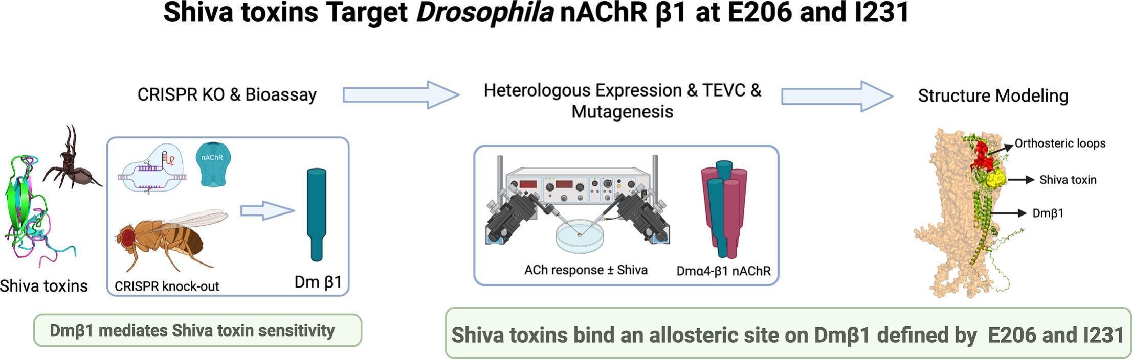 doi.org/10.1016/j.pestbp.2026.107136