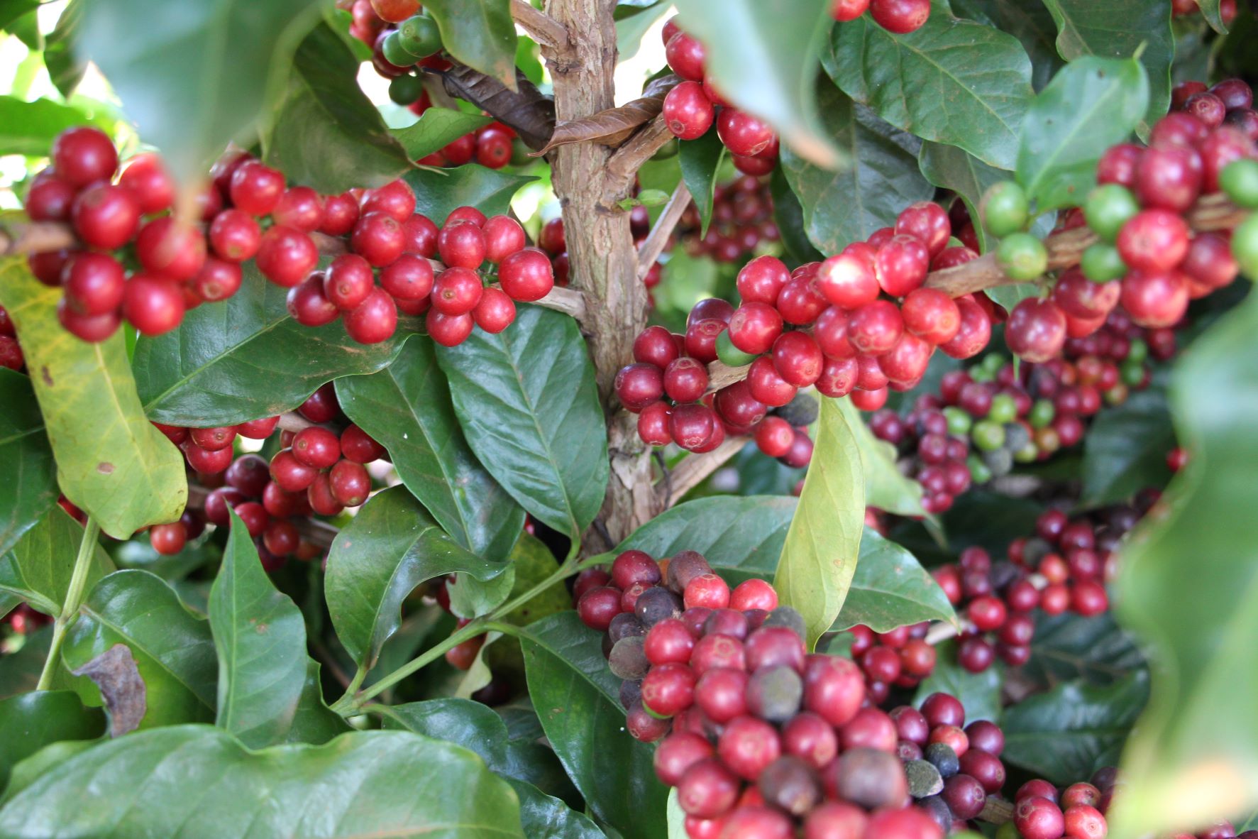 Lower temperatures and moist soils may favor the quality of the next coffee harvest