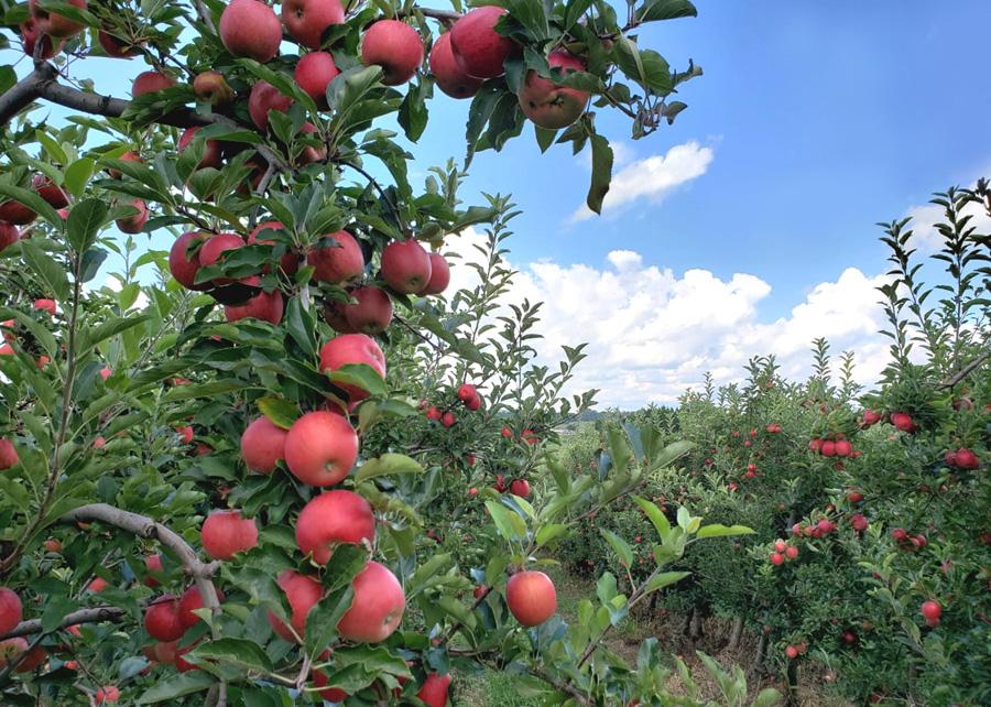 Embrapa e instituições francesas pesquisam sustentabilidade da macieira