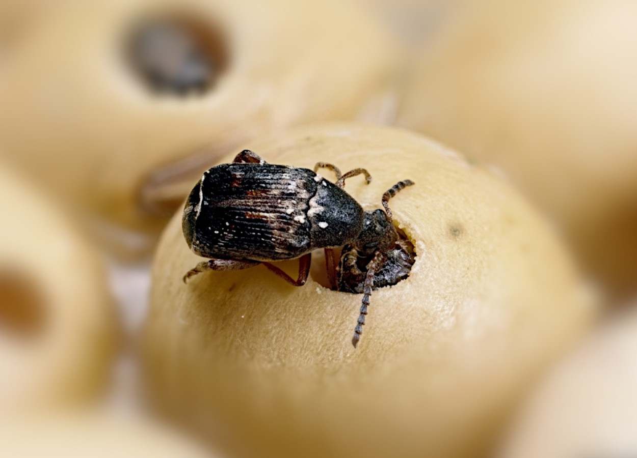 Heat reduces hormones and limits weevil development