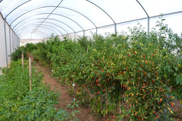 Embrapa investe em conservação de recursos genéticos de plantas, animais e microrganismos