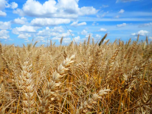 Bactérias promotoras de crescimento de trigo têm resultado diferenciado para cada cultivar