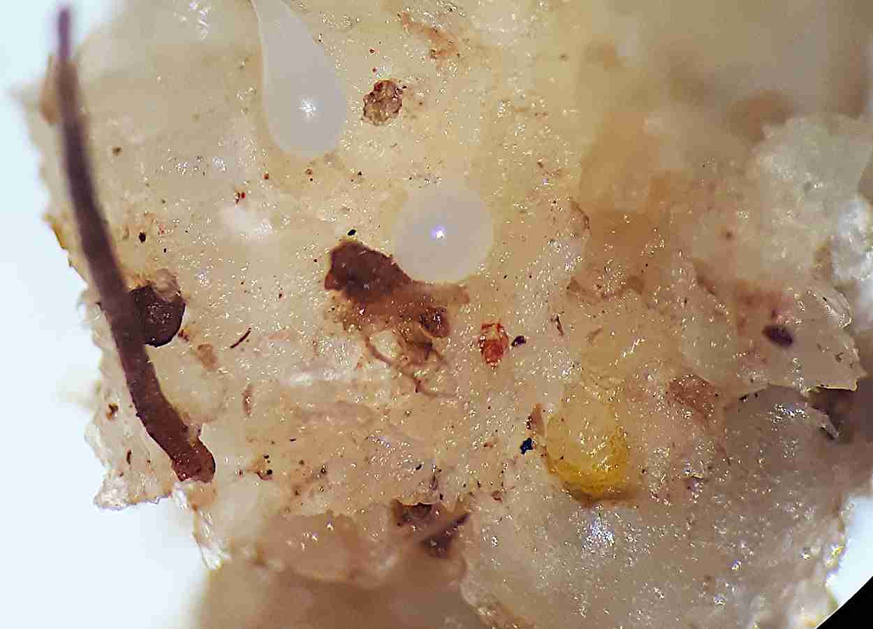 Reação de plantas de cobertura a Meloidogyne enterolobii proveniente de algodoeiro
