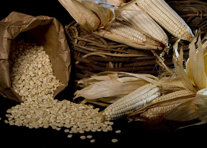 Especial Expointer: Cultivar de milho branco é alternativa para panificação sem glúten