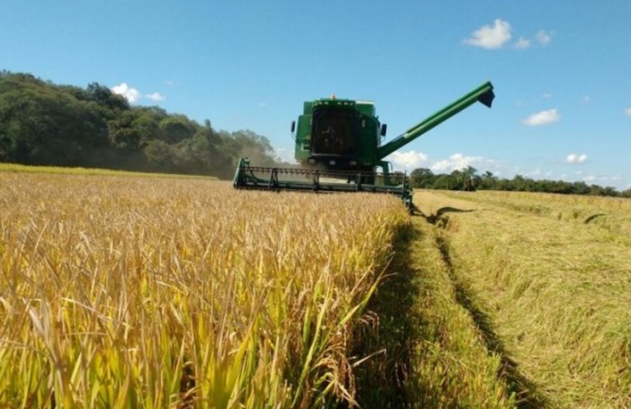 Preço do arroz cai 41% e preocupa cadeia produtiva