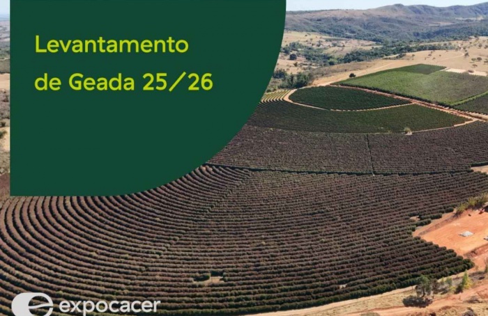 Café do Cerrado Mineiro registra perdas após geadas de agosto