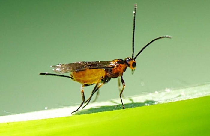 Habrobracon hebetor mostra ação contra pragas do milho