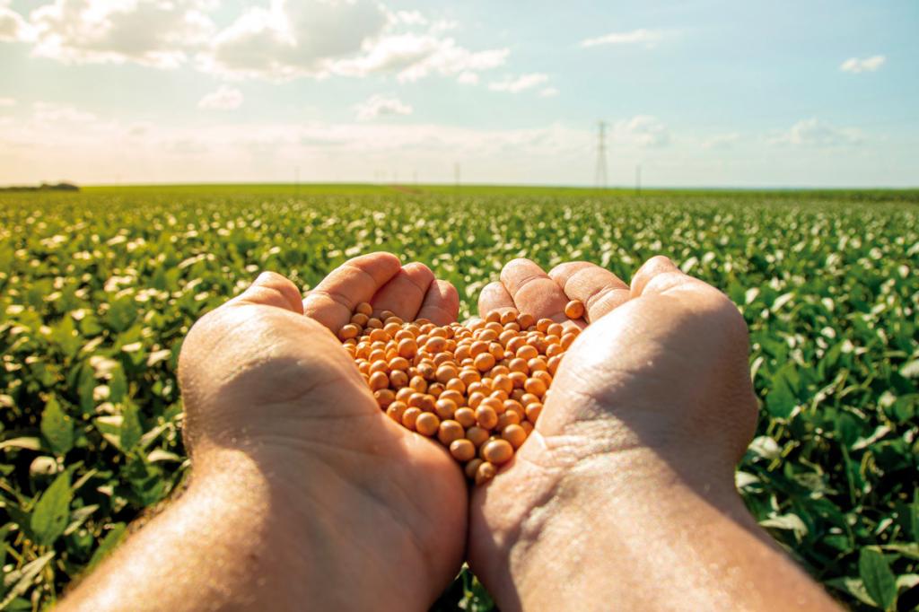 Produtor tem novas regras para salvar sementes