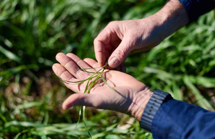 Moa Technology descobre moléculas que potencializam ação de herbicidas