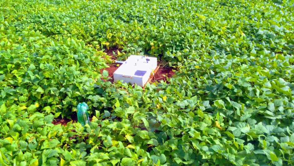 Câmara de captura de emissão de óxido nitroso por lavoura de feijão em sistema ILP; foto: Márcia Thaís