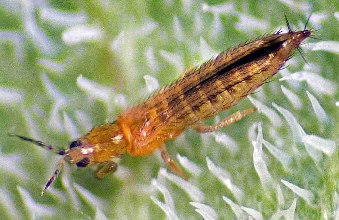 Luteolina reduz sobrevivência e reprodução de tripes