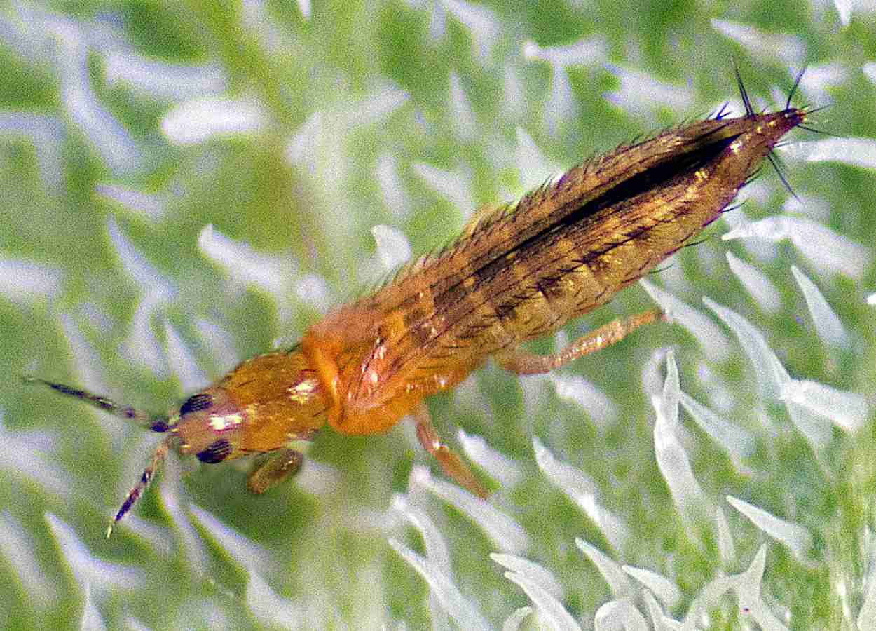 Luteolina reduz sobrevivência e reprodução de tripes