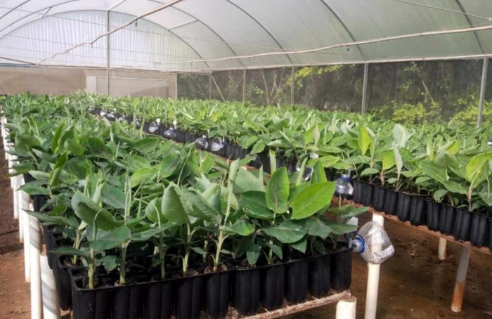 Produção de mudas de banana e morango avança em São Paulo