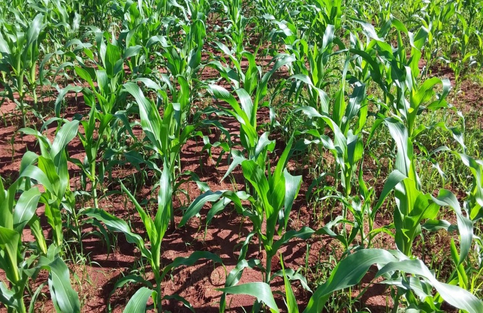 IHARA lança tecnologia inédita no Brasil para manejo de plantas daninhas resistentes na cultura do milho
