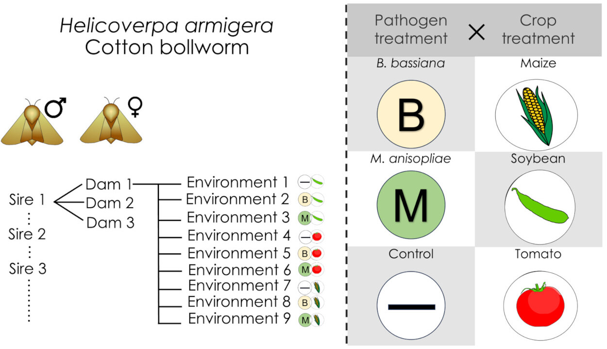 Representação esquemática do delineamento experimental. Larvas de segundo ínstar de cada fêmea foram aleatoriamente designadas para um de 9 tratamentos. Os insetos foram expostos a um de três tratamentos de infecção diferentes e criados em uma de três plantas diferentes. A sobrevivência larval foi registrada diariamente a partir de então