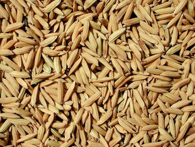 Produtores gaúchos intensificam plantio do arroz