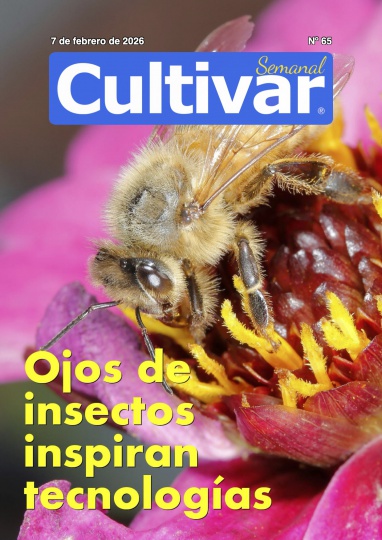 Cultivar Semanal 65