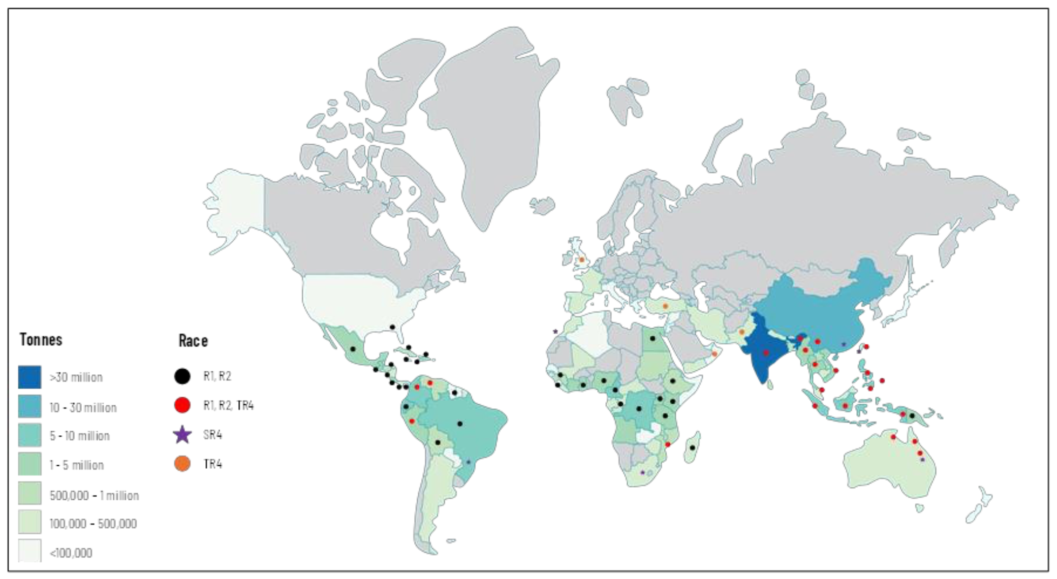 Figura 1 - produção de banana e distribuição de raças de <i>Fusarium oxysporum</i> f. sp. <i>cubense</i> (Foc), fungo causador da fusariose da bananeira. Este mapa considera os países produtores com presença ou ausência de uma determinada raça de Foc. R1: Raça 1; R2: Raça 2; SR4: Raça subtropical 4; TR4: Raça 4 tropical. As raças 1 e 2 estão amplamente distribuídas nos países produtores de banana, afetando as variedades locais. A raça subtropical 4 (SR4) corresponde às populações de Foc presentes nas áreas produtoras subtropicais da Austrália, Brasil, Ilhas Canárias, China, África do Sul e Taiwan, causando perdas de produtividade nas cultivares Cavendish (Munhoz et al, 2024)