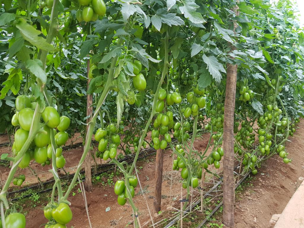 Produtores do Espírito Santo melhoram rentabilidade com tomate Vero