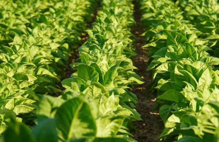 Abertura da Colheita do Tabaco será realizada em Vera Cruz