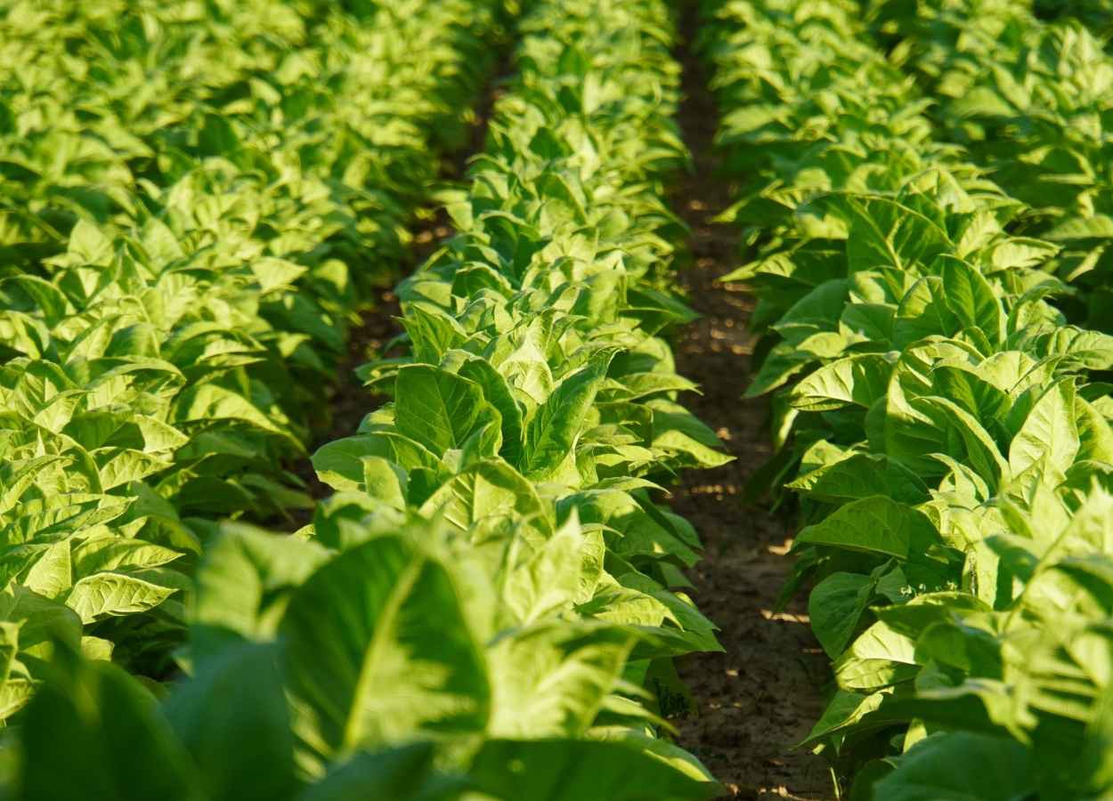 Abertura da Colheita do Tabaco será realizada em Vera Cruz
