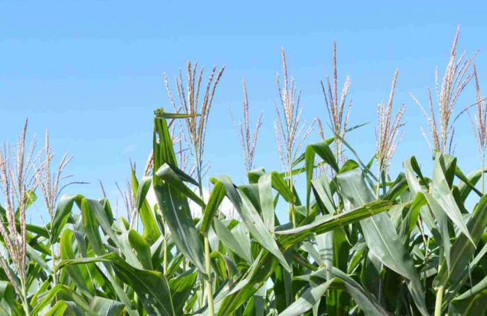 Flores mais cedo ajudam a evitar perdas com calor extremo
