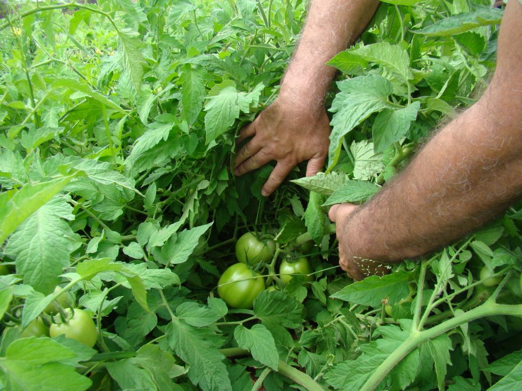 Padronização e maturação do tomate impactam no rendimento industrial