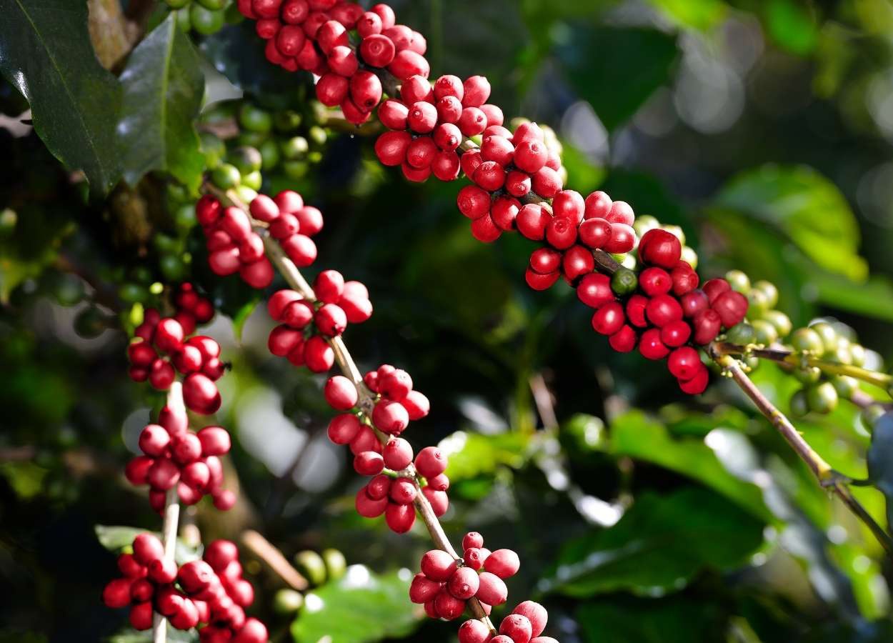 Preços do café recuam com melhora nas perspectivas de oferta