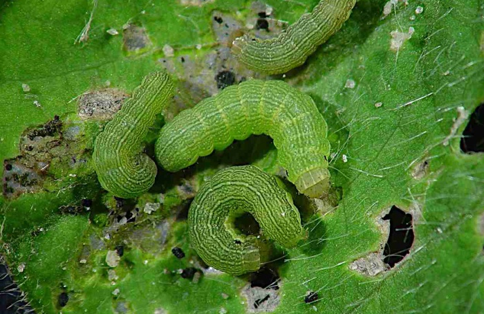 Baculovírus muda escolha alimentar de Spodoptera exigua