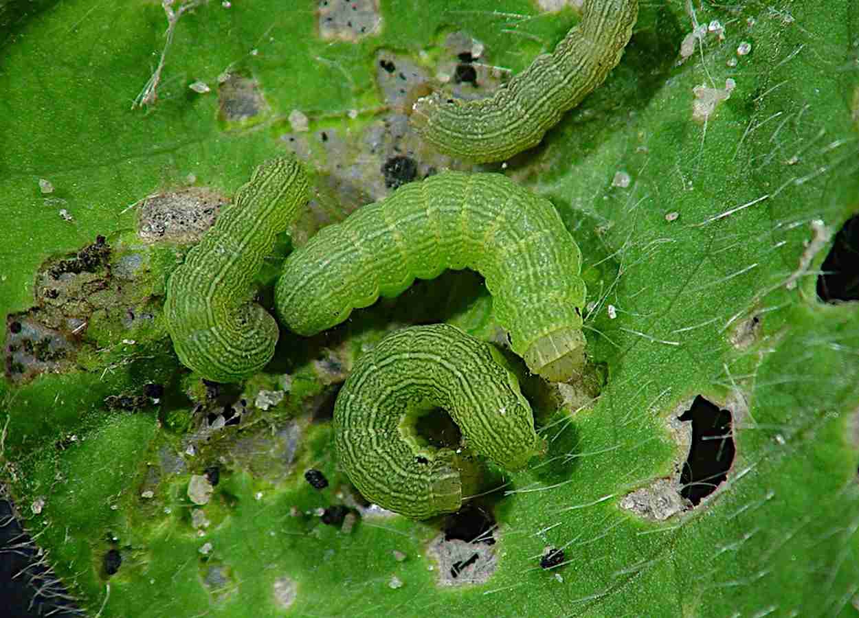 Baculovírus muda escolha alimentar de Spodoptera exigua