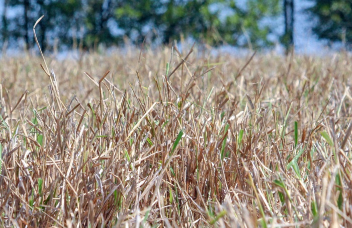 Plantas podem ser mais resistentes a mudanças climáticas