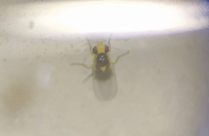Mosca-minadora em tomate: danos e manejo
