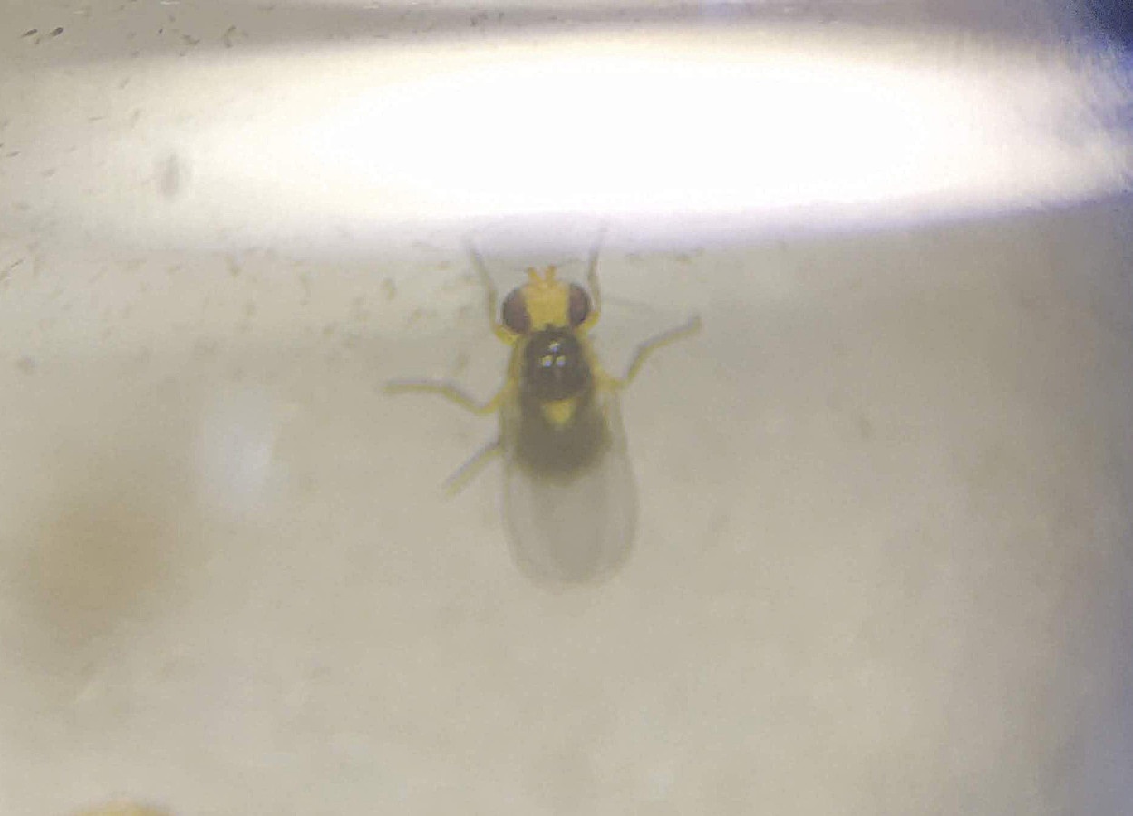 Mosca-minadora em tomate: danos e manejo