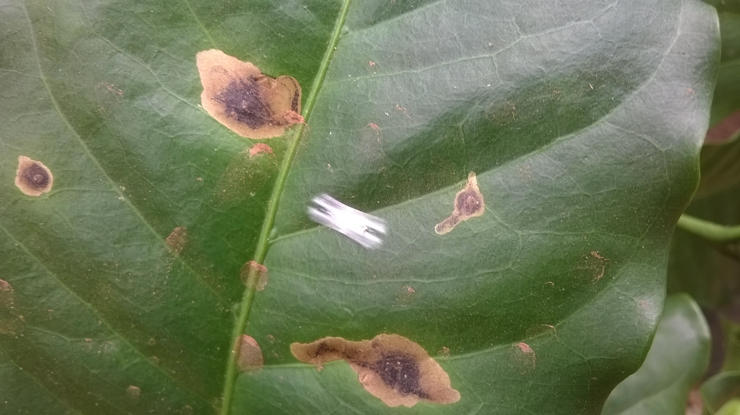 Crisálida e larva do bicho mineiro nas folhas de cafeeiro. Fonte: Giovani Belutti Voltolini, 2016.