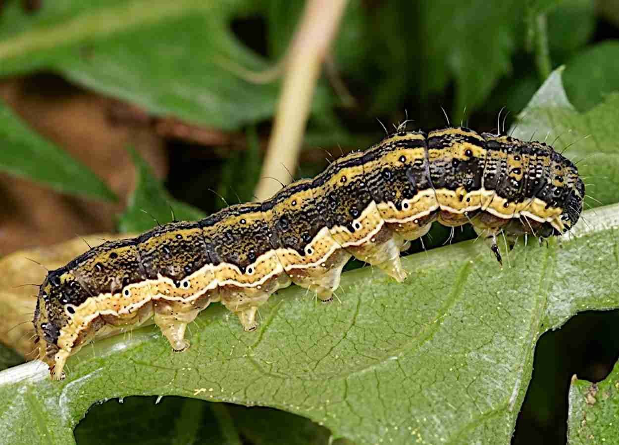 Nanopartículas ampliam efeito de RNAi contra Helicoverpa armigera