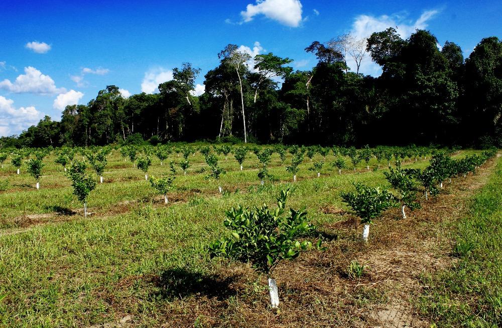 Propriedades citrícolas possuem 182 mil hectares destinados à vegetação nativa