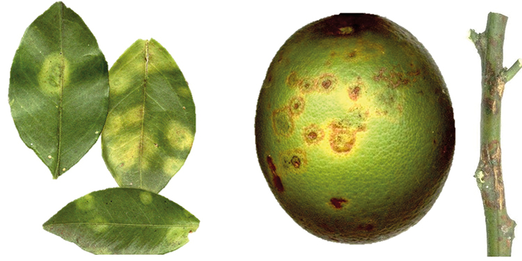 Figura 1 - Sintomas da leprose dos citros causados pelo cilevirus citrus leprosis virus C (CiLV-C) em folhas, fruto e ramo de laranjeira (Citrus sinensis)