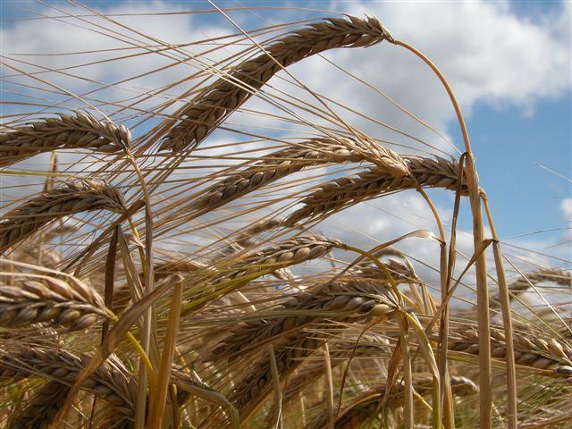 Dia de Campo aborda culturas de inverno