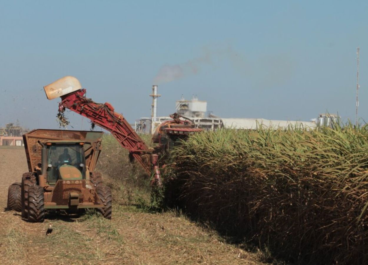 Goiás prevê recorde na safra de cana 2024/25