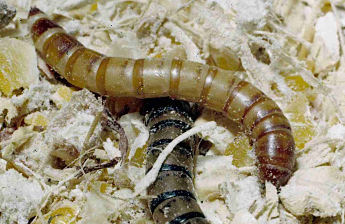 Fungos e enzima vegetal elevam controle de Tenebrio molitor