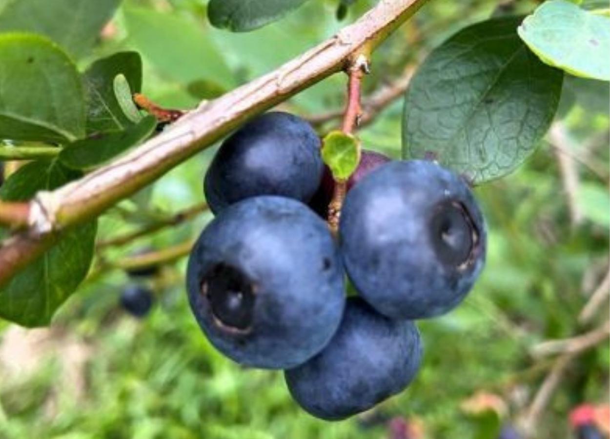 Iniciativa em Palmeira se destaca como fonte de renda e atrativo para o turismo rural