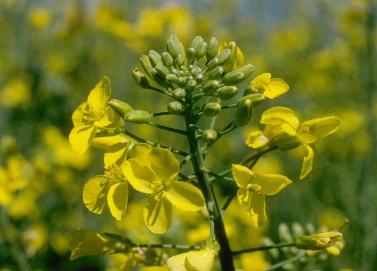 Foto:&nbsp;Howard F Schwartz, Colorado State University