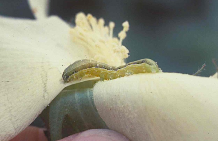 Consórcios de rizobactérias reduzem postura de lagarta no algodão