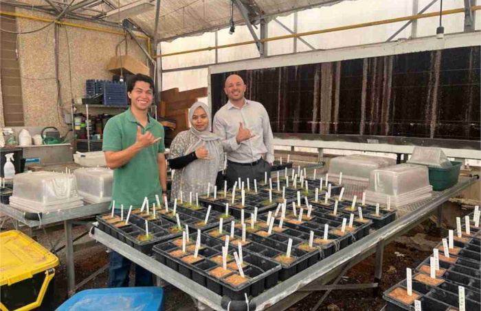 Spray foliar reduz danos da salinidade em tomateiros