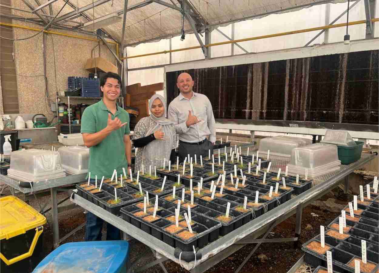 Spray foliar reduz danos da salinidade em tomateiros