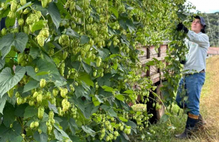 Epagri studies the feasibility of hop production in the Southern Plateau of Santa Catarina