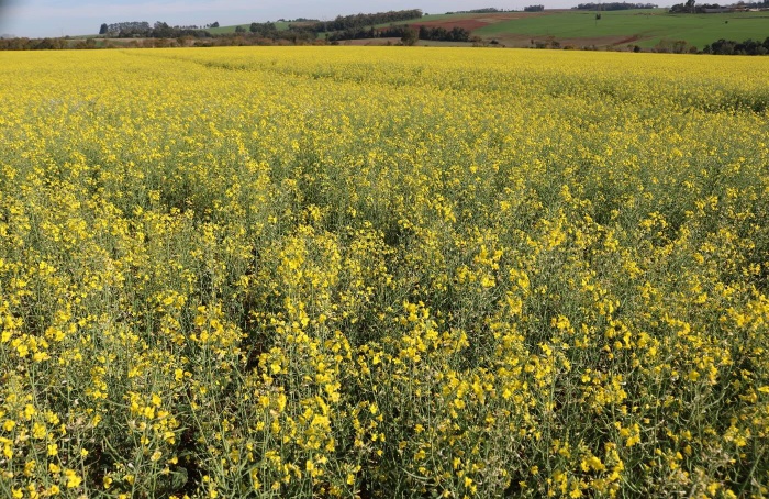 Canola apresenta desenvolvimento satisfatório no Rio Grande do Sul